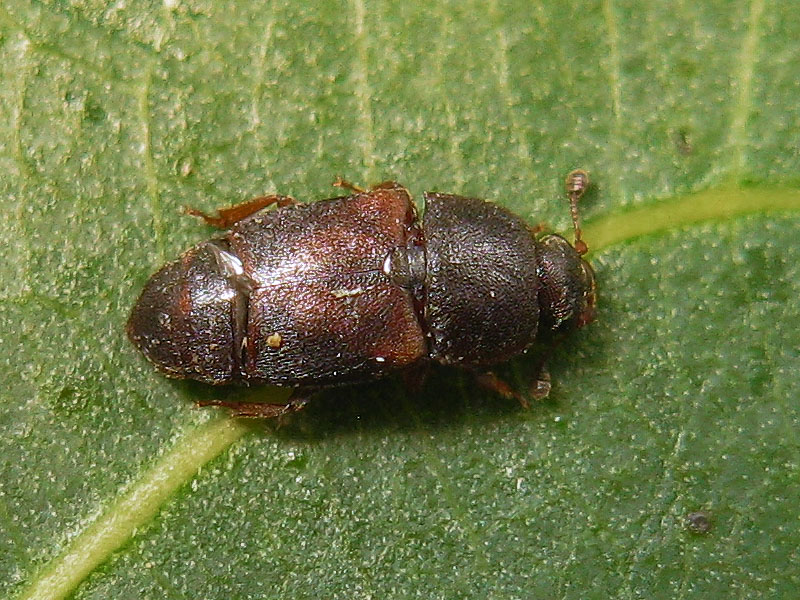 Nitidulidae:  Carpophilus cfr. lugubris ??